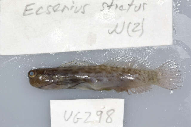 Image of Great Barrier Reef Blenny