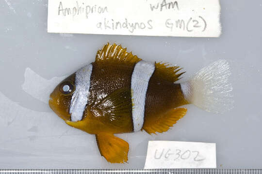 Image of Barrier Reef Anemonefish