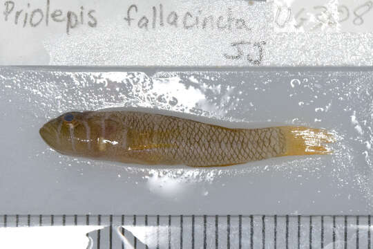 Image of Brick goby