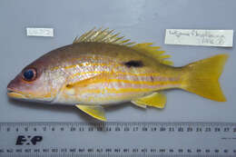 Image of Blackspot snapper