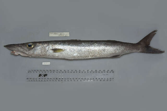 Image of Blackfin barracuda