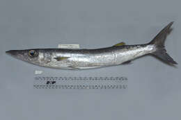 Image of Blackfin barracuda