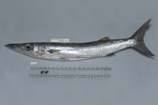 Image of Blackfin barracuda