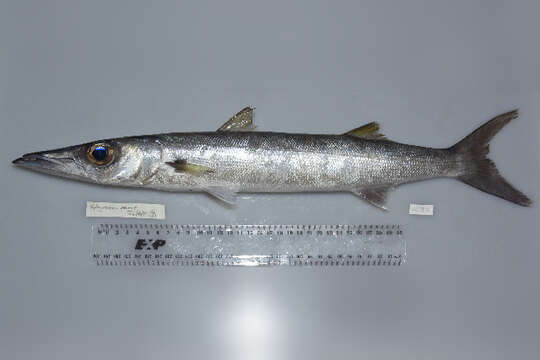 Image of Blackfin barracuda