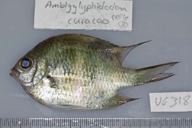 Sivun Amblyglyphidodon curacao (Bloch 1787) kuva