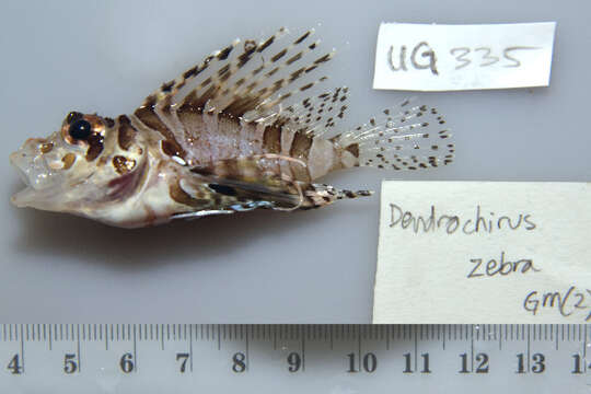 Image of Zebra lionfish