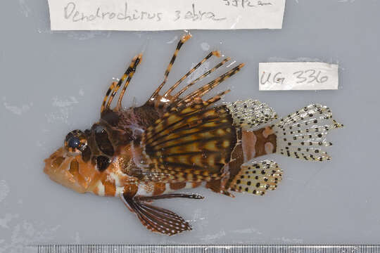 Image of Zebra lionfish