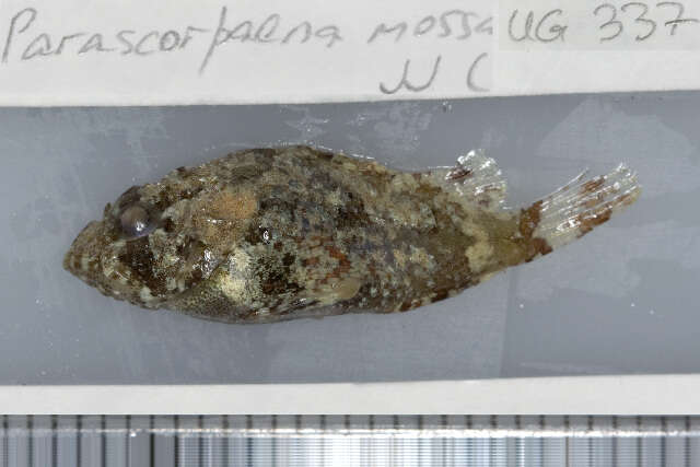 Image of Barchin scorpionfish