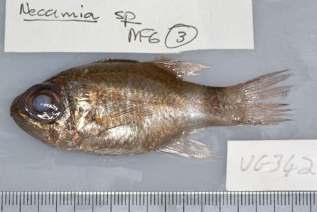 Image of Bracelet cardinalfish