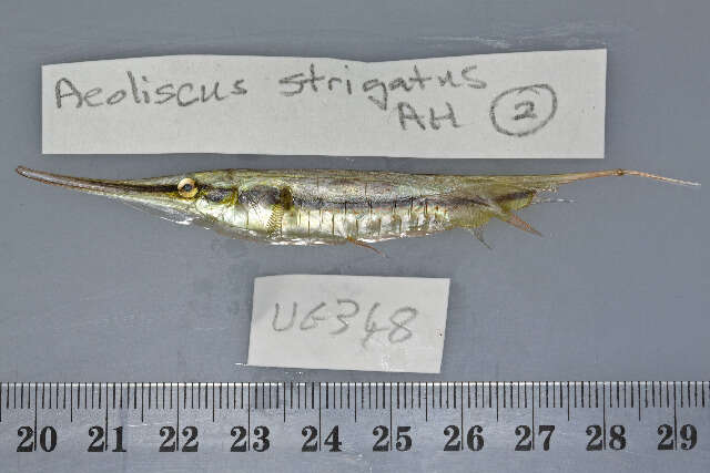 Image of Hinged shrimpfish