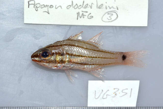 Image of Doederlein&#39;s Cardinalfish