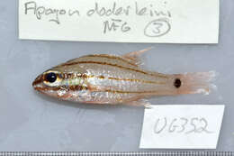 Image of Doederlein&#39;s Cardinalfish