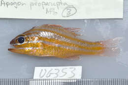 Image of Coral cardinalfish