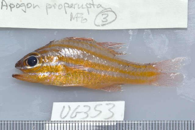 Image of Coral cardinalfish