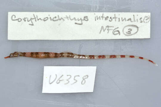 Image of Brown-banded Pipefish