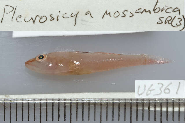 Image of Cling goby