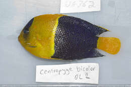 Image of Bicolor Angelfish