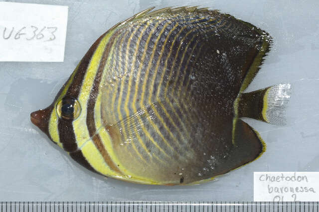 Image of Eastern Triangle Butterflyfish