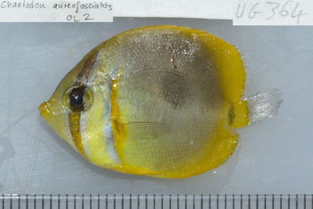 صورة Chaetodon aureofasciatus Macleay 1878