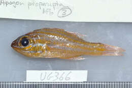 Image of Coral cardinalfish