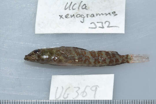 Image of yellowlip triplefin