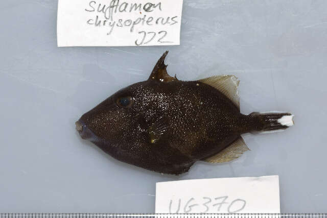 Image of Halfmoon triggerfish