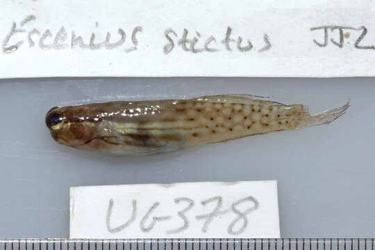 Image of Great Barrier Reef Blenny