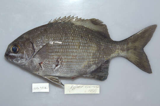 Image of Topsail chub