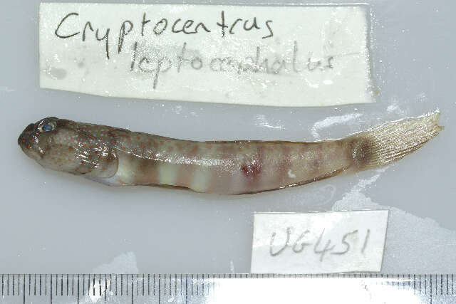 Cryptocentrus leptocephalus Bleeker 1876的圖片