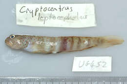 Cryptocentrus leptocephalus Bleeker 1876的圖片