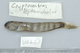 Cryptocentrus leptocephalus Bleeker 1876的圖片