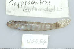 Cryptocentrus leptocephalus Bleeker 1876的圖片