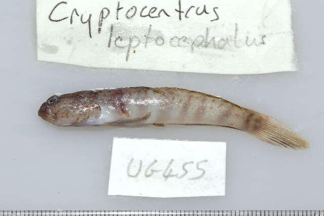 Cryptocentrus leptocephalus Bleeker 1876的圖片