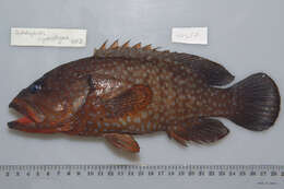 Image of Blue-spotted grouper