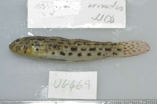 Image of Ornate goby