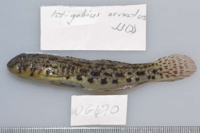 Image of Ornate goby