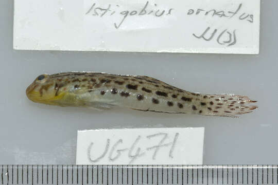 صورة Istigobius ornatus (Rüppell 1830)