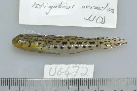 Image of Ornate goby