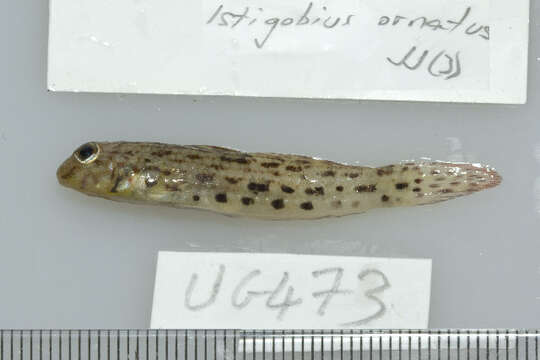 Image of Ornate goby