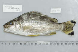 Image of Yellowtail trumpeter