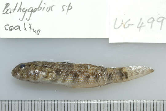 Image of Padang frill-goby