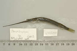 Image of Feathered River-garfish