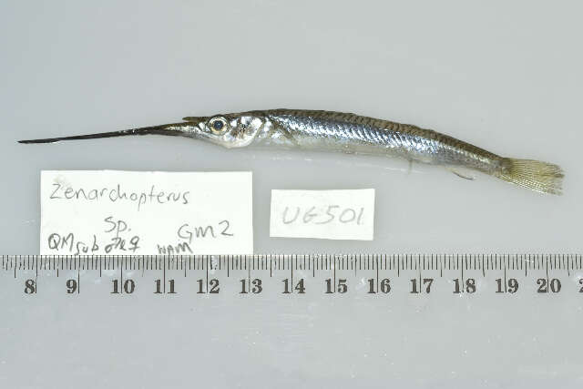 Image of Feathered River-garfish