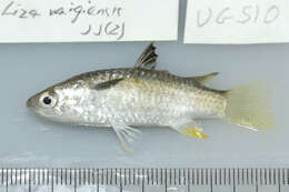 Image of Feathered River-garfish