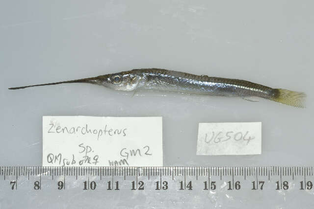 Image of Feathered River-garfish