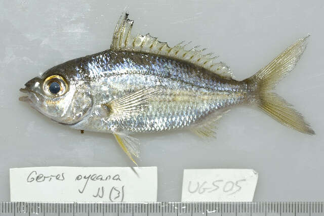 Image of Black-tipped Silver-biddy