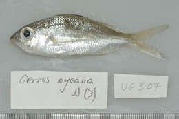 Image of Black-tipped Silver-biddy