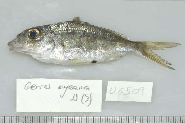 Image of Black-tipped Silver-biddy