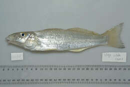 Image of Sand whiting