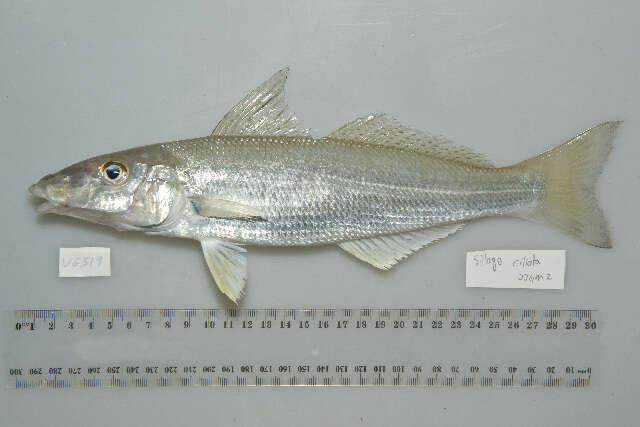 Image of Sand whiting